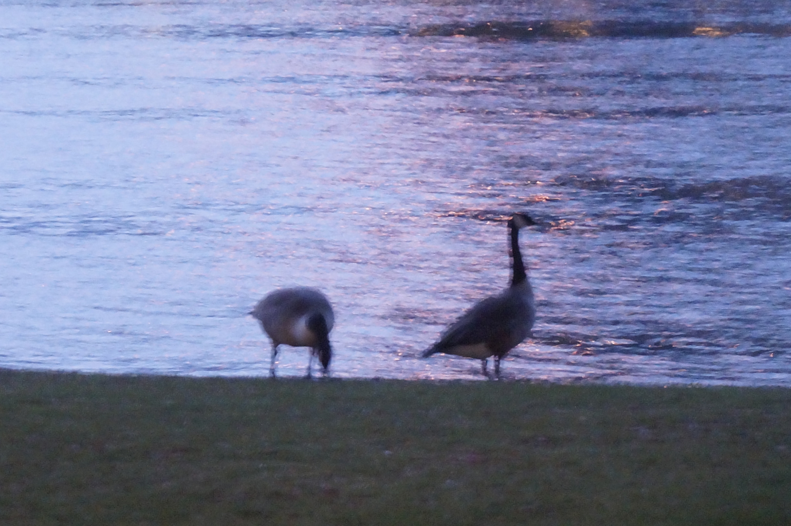 Nilgänse in Frankfurt