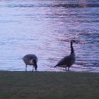 Nilgänse in Frankfurt