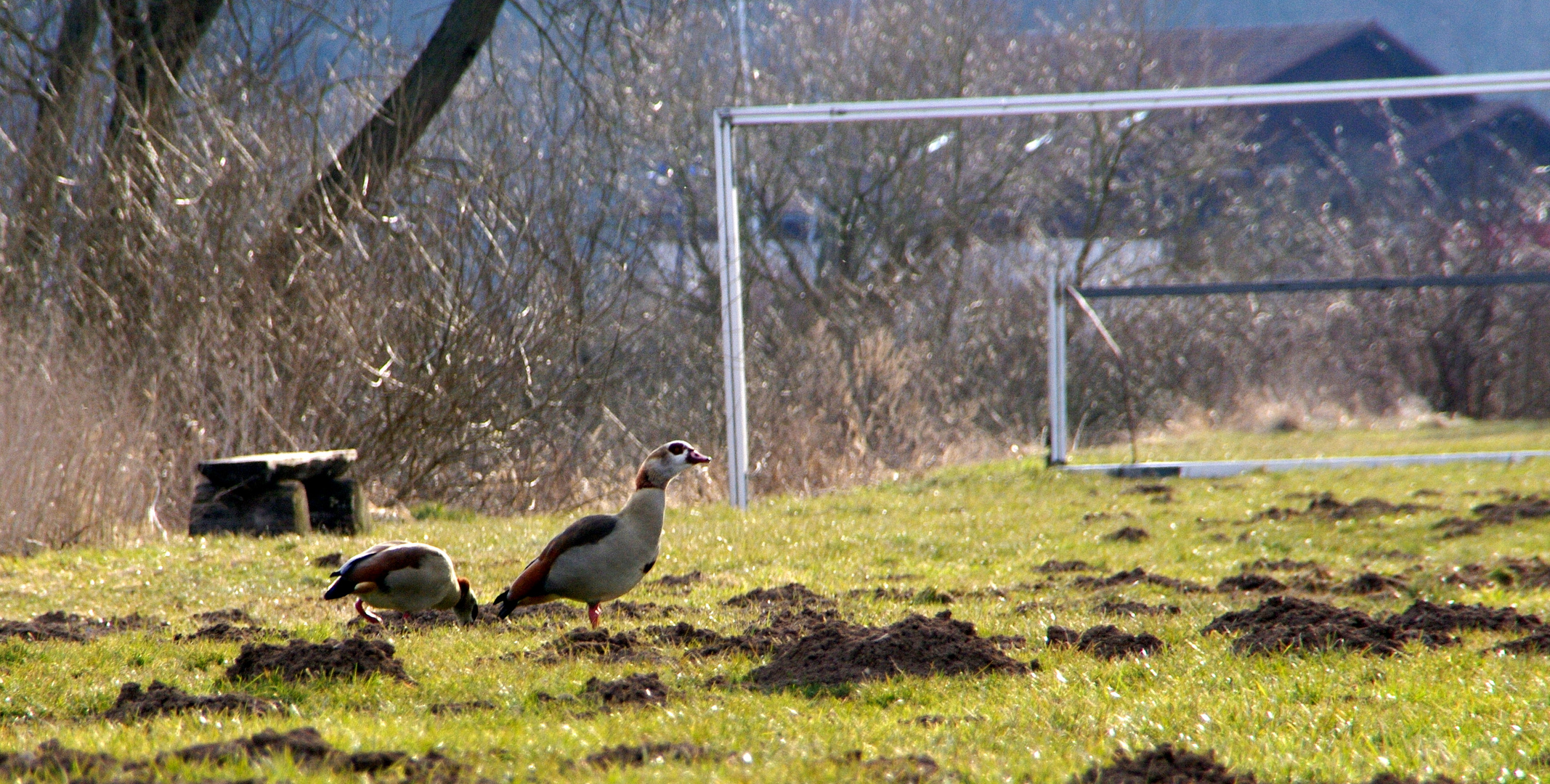 Nilgänse in Herzhausen