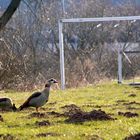 Nilgänse in Herzhausen