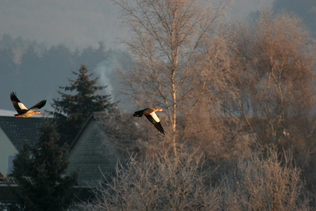 Nilgänse in Hessen