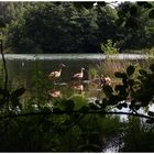 Nilgänse in Nordhessen