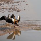 Nilgänse in Parade