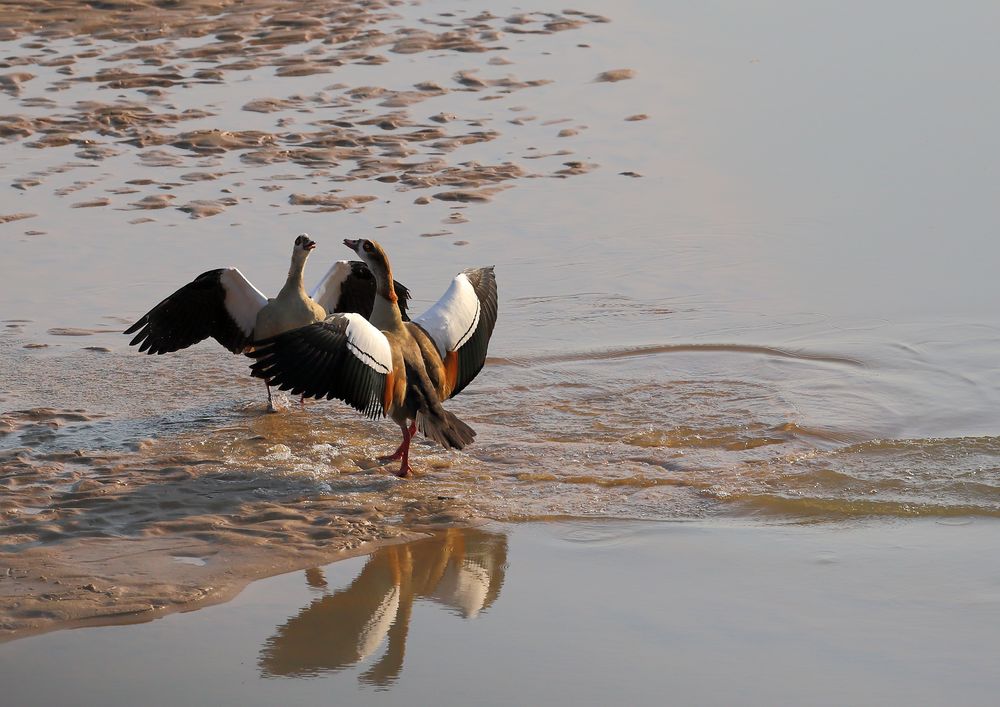 Nilgänse in Parade