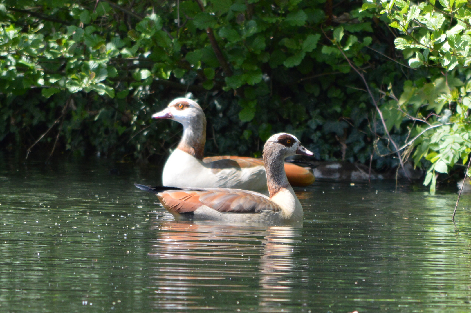 Nilgänse in See