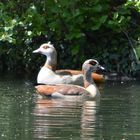 Nilgänse in See