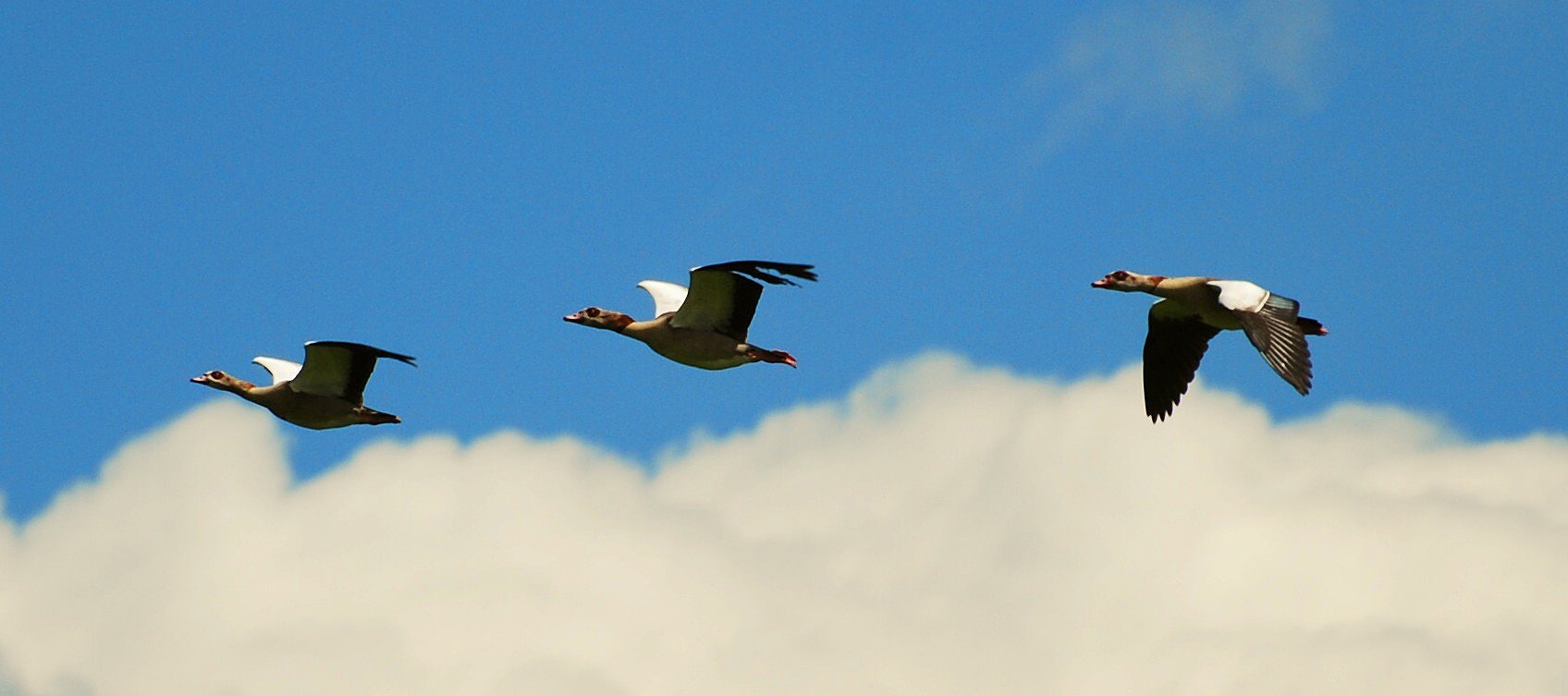 Nilgänse in Sicht