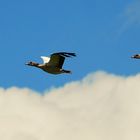 Nilgänse in Sicht