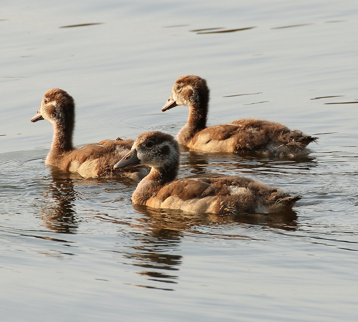 **** Nilgänse-kücken ****