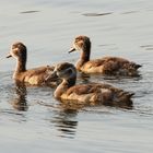 **** Nilgänse-kücken ****