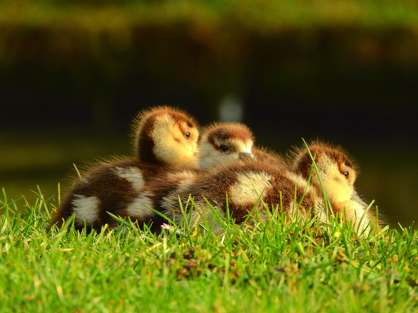 Nilgänse Küken