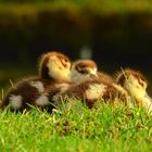 Nilgänse Küken