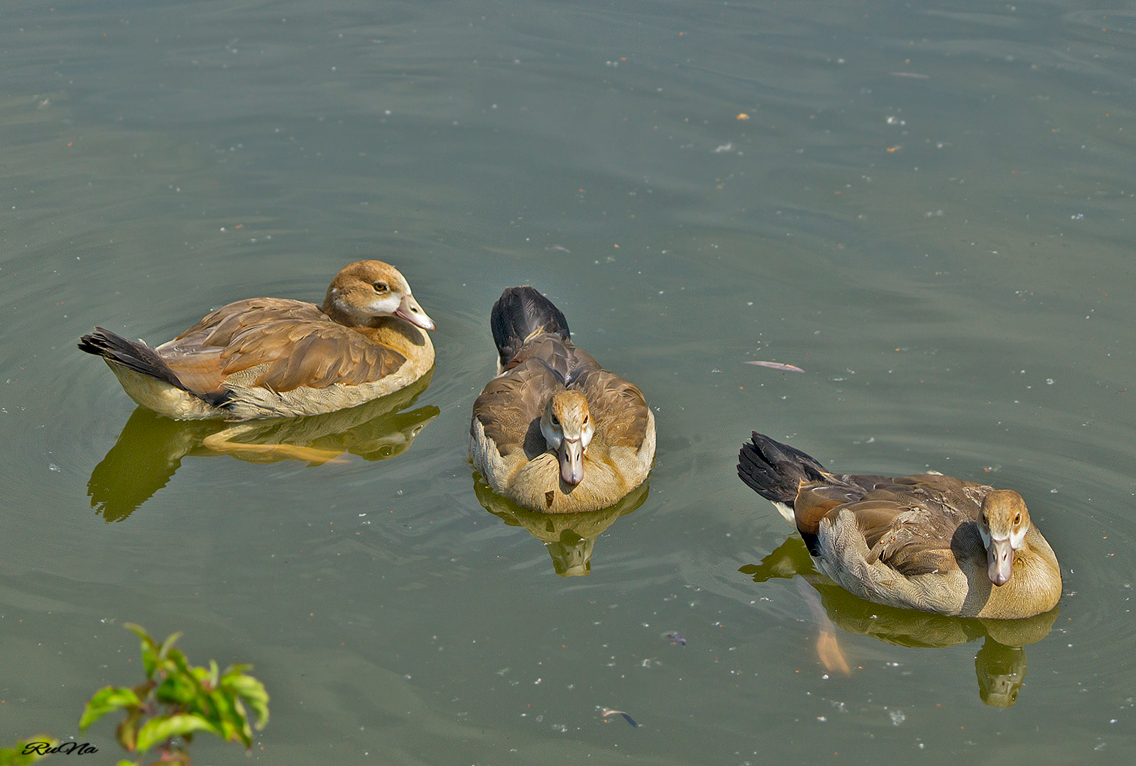 Nilgänse - Küken