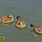 Nilgänse - Küken