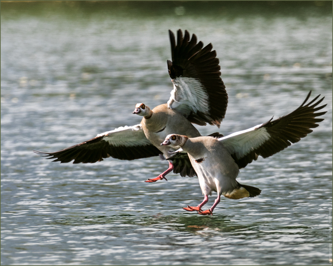 Nilgänse kurz vor der Wasserlandung