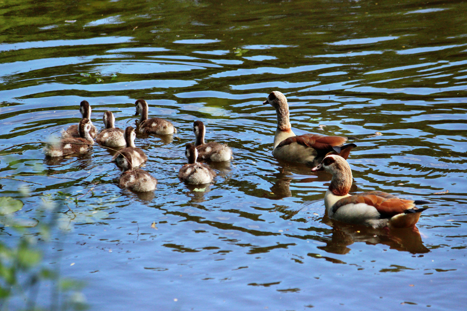 Nilgänse mit Gösseln