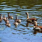 Nilgänse mit Gösseln