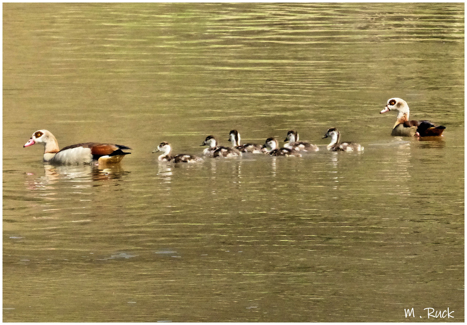 Nilgänse mit ihrem Nachwuchs unterwegs ,