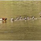 Nilgänse mit ihrem Nachwuchs unterwegs ,