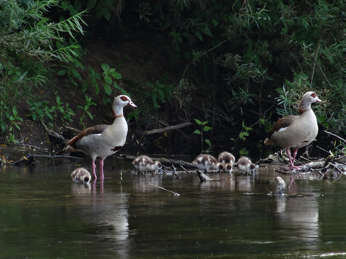 Nilgänse mit Jungen