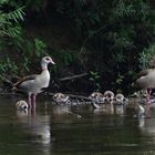 Nilgänse mit Jungen