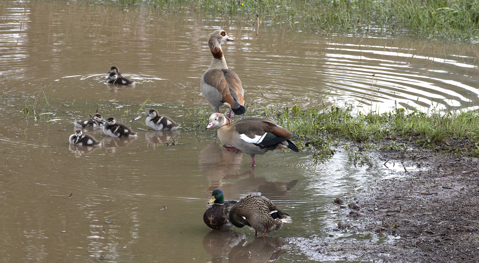 Nilgänse mit Jungen