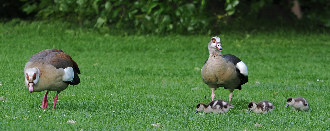 Nilgänse, mit Kücken...