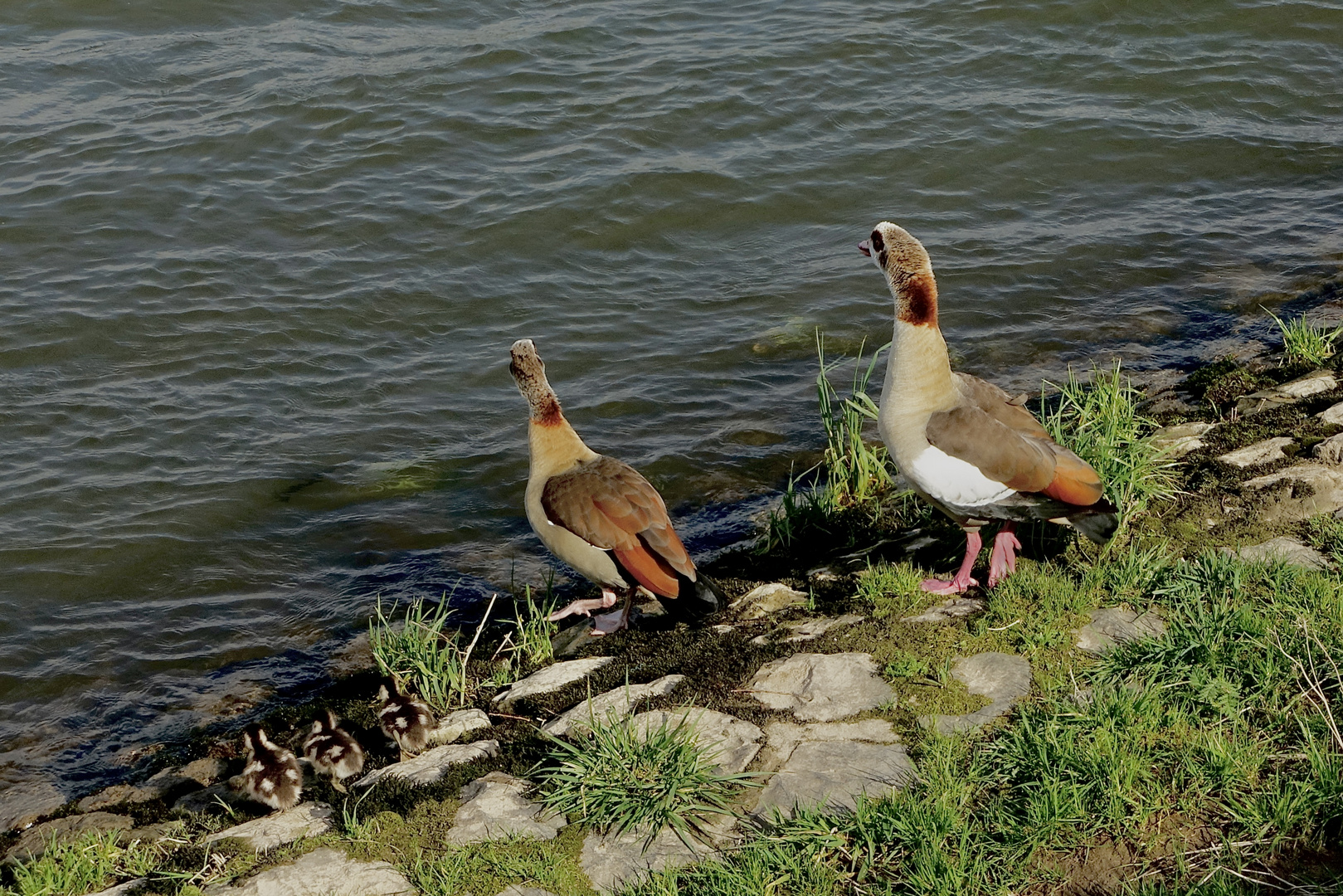 Nilgänse mit Küken