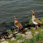 Nilgänse mit Küken