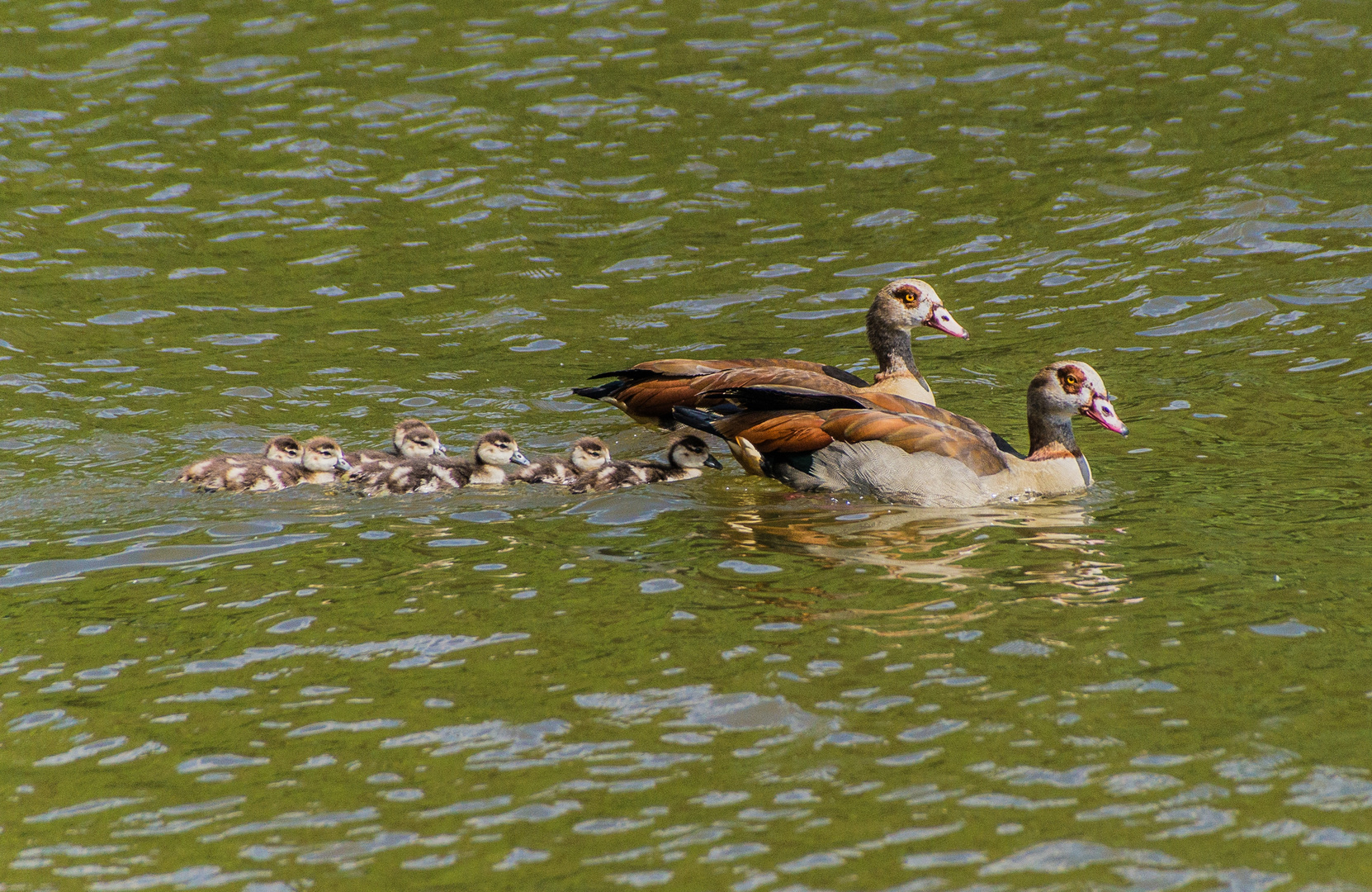 Nilgänse mit Nachwuchs