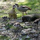 Nilgänse mit Nachwuchs