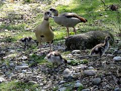 Nilgänse mit Nachwuchs