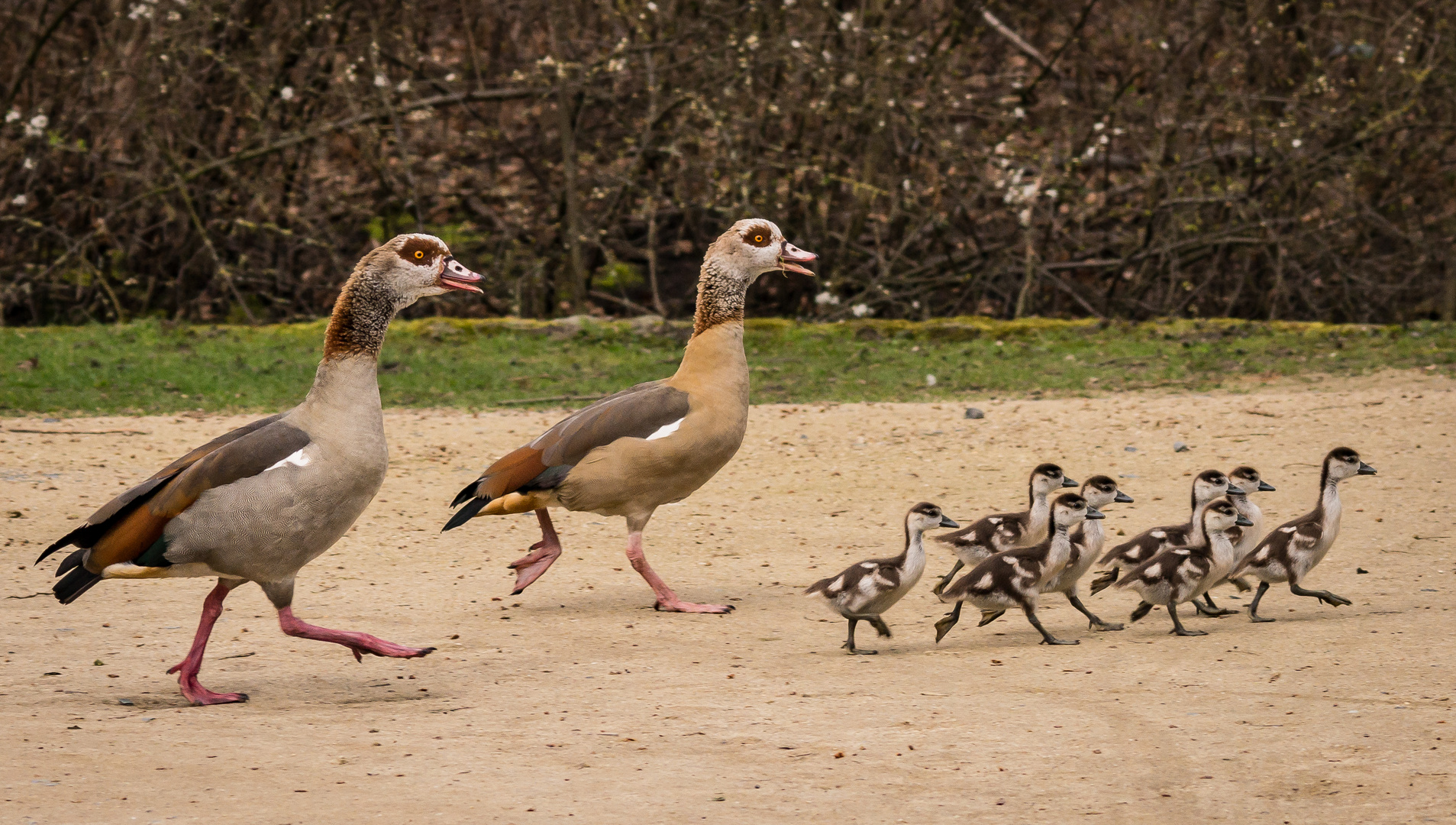 Nilgänse mit Nachwuchs