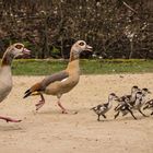 Nilgänse mit Nachwuchs