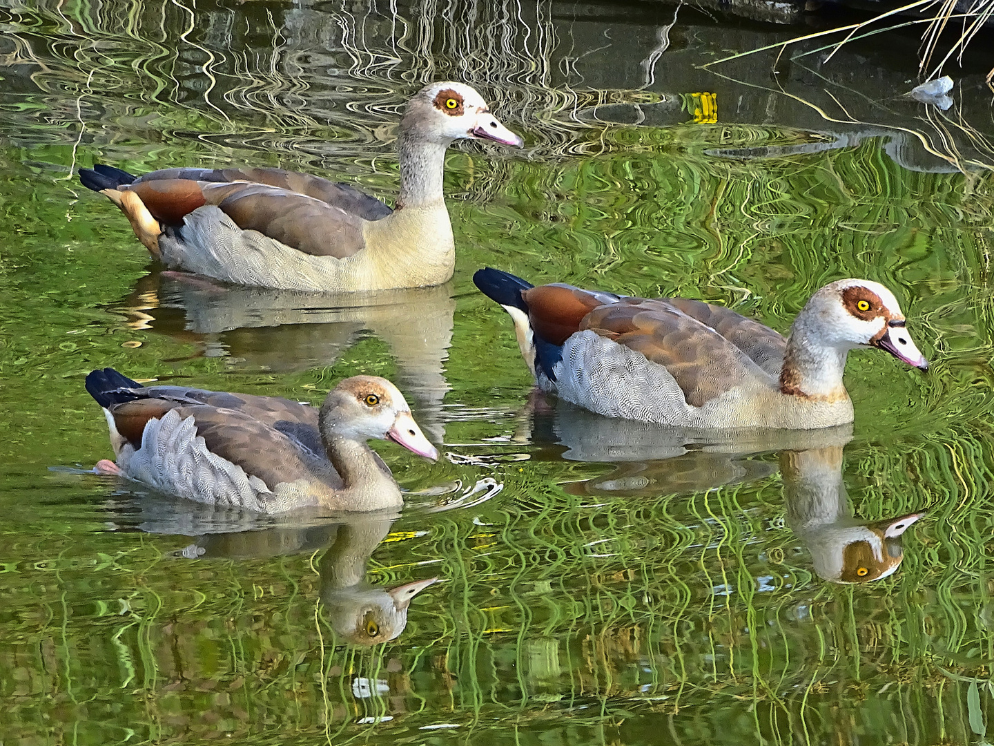 Nilgänse mit Spiegelung