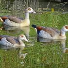 Nilgänse mit Spiegelung