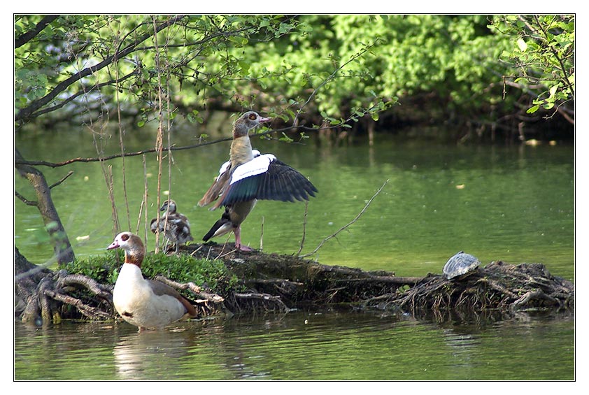 Nilgänse mit Wasserschildkröte