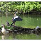 Nilgänse mit Wasserschildkröte