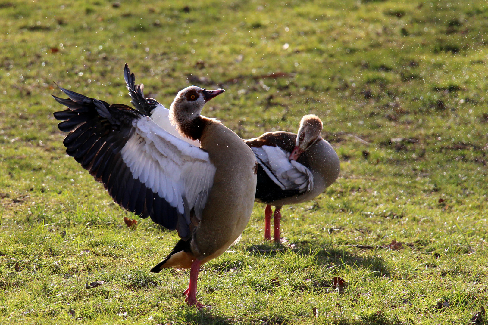 Nilgänse nach dem baden  