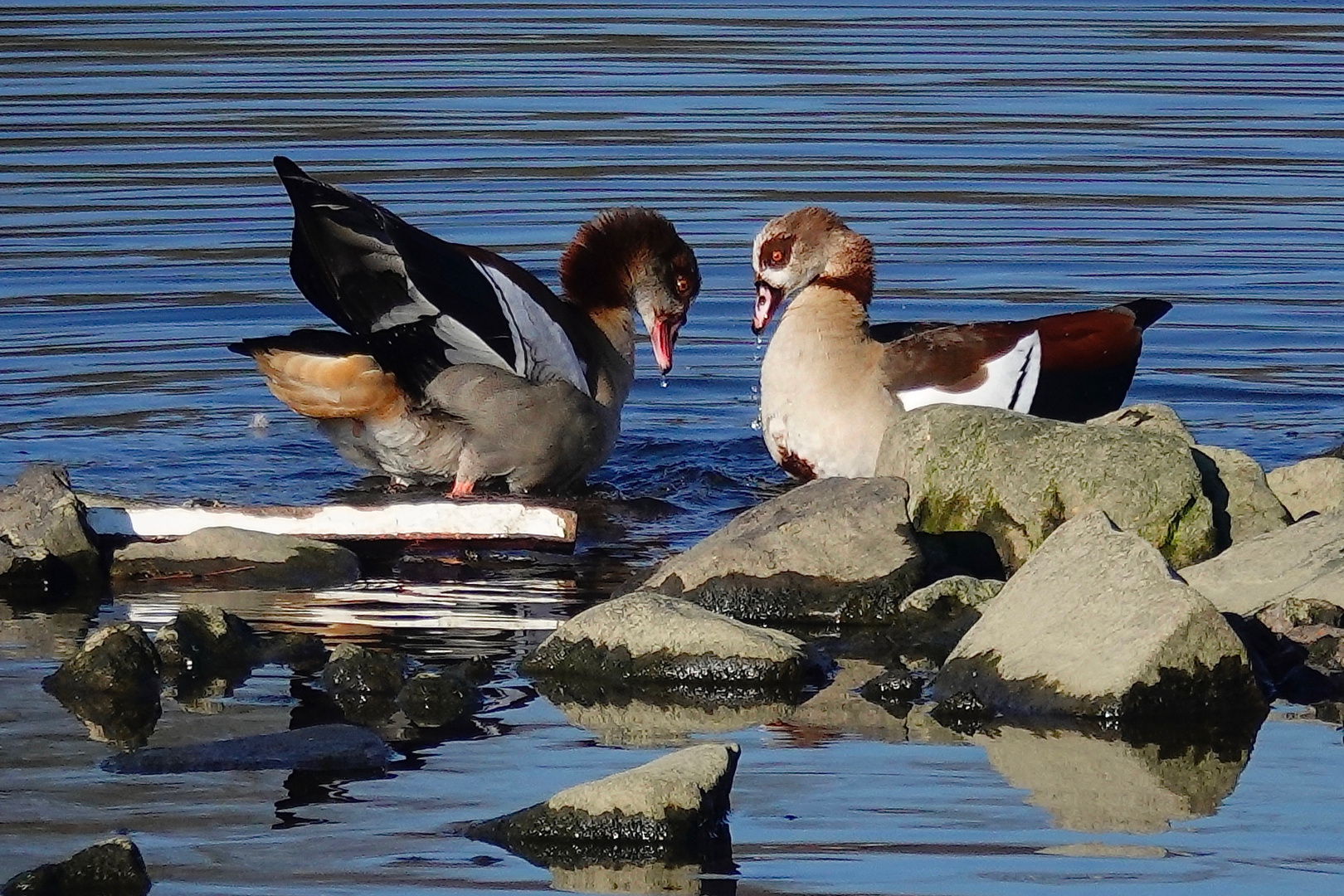 NILGÄNSE - NICHT GERADE SEHR FRIEDLICH