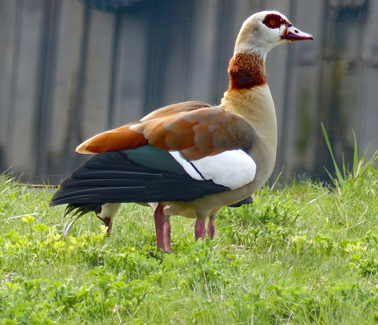 NILGÄNSE - Paar..... in freier Natur im Hamburger Hafen