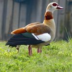 NILGÄNSE - Paar..... in freier Natur im Hamburger Hafen