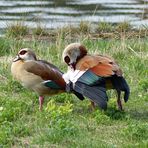 NILGÄNSE - Paar.... in freier Natur im Hamburger Hafen - (2)