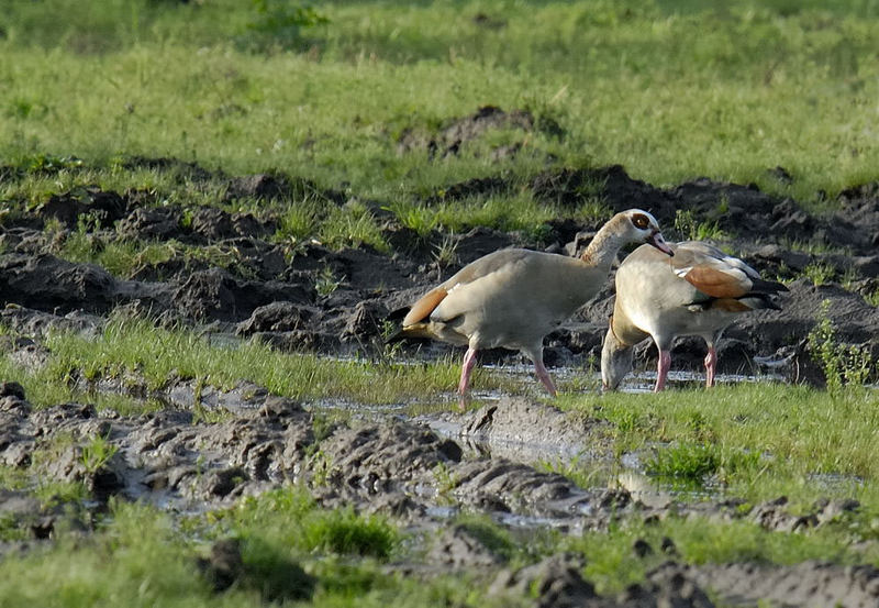 Nilgänse (quasi) vor der Haustür