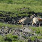 Nilgänse (quasi) vor der Haustür