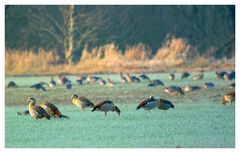 Nilgänse rasten auf einer frostigen Wiese. ( - 5°C )