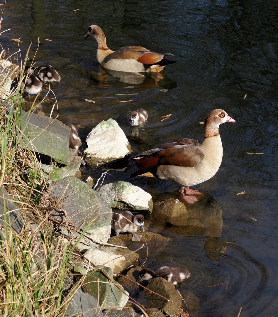 Nilgänse sind immer früh dran mit ihren kleinen …