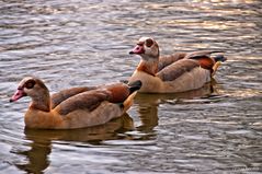 Nilgänse - Stadtgartenteich in Gelsenkirchen