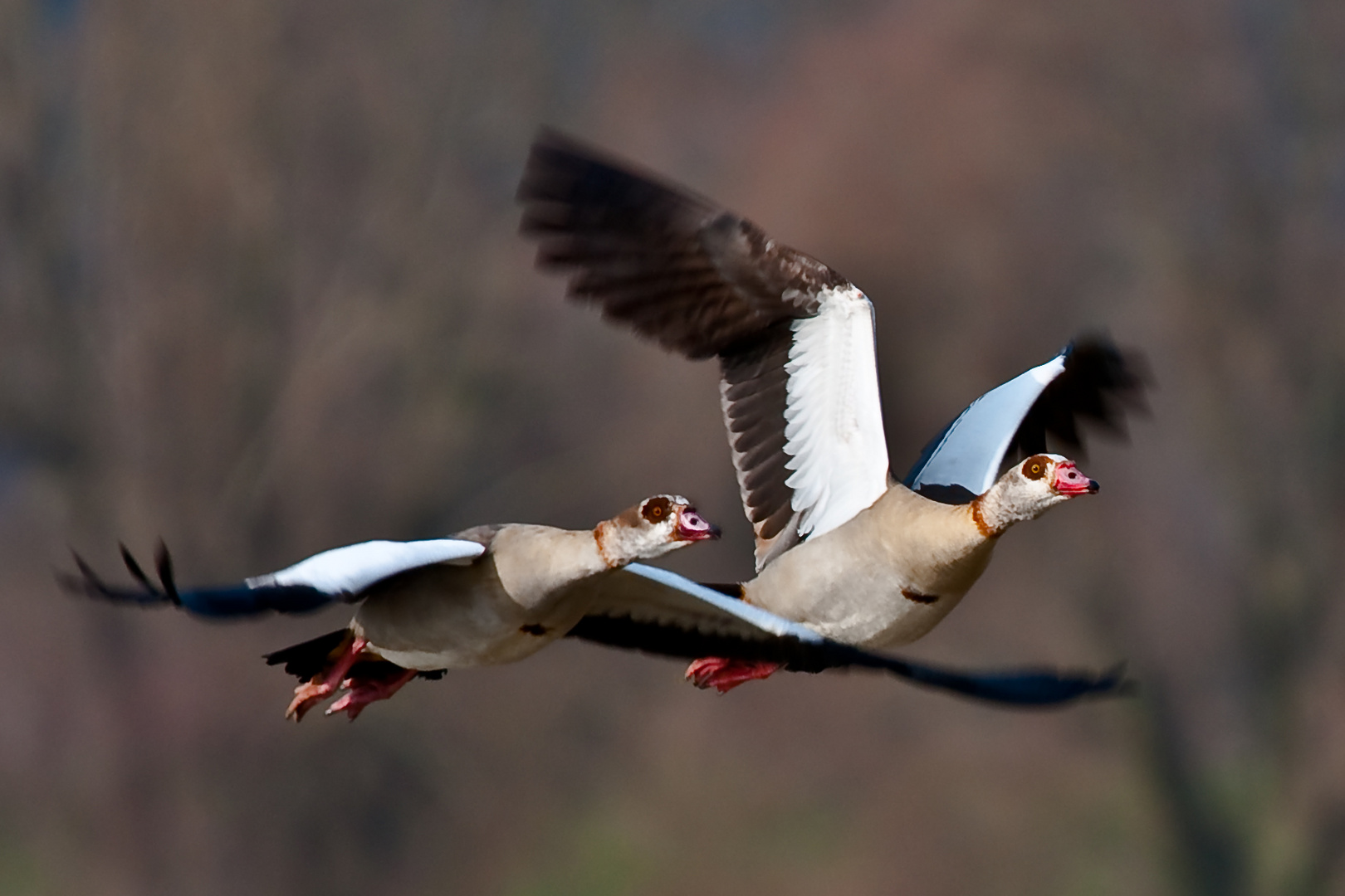 Nilgänse starten durch