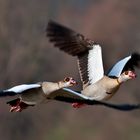 Nilgänse starten durch